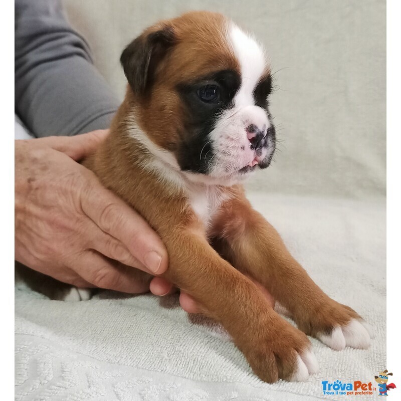 Cuccioli di Boxer Allevamento Della dama di Cuori - Foto n. 3