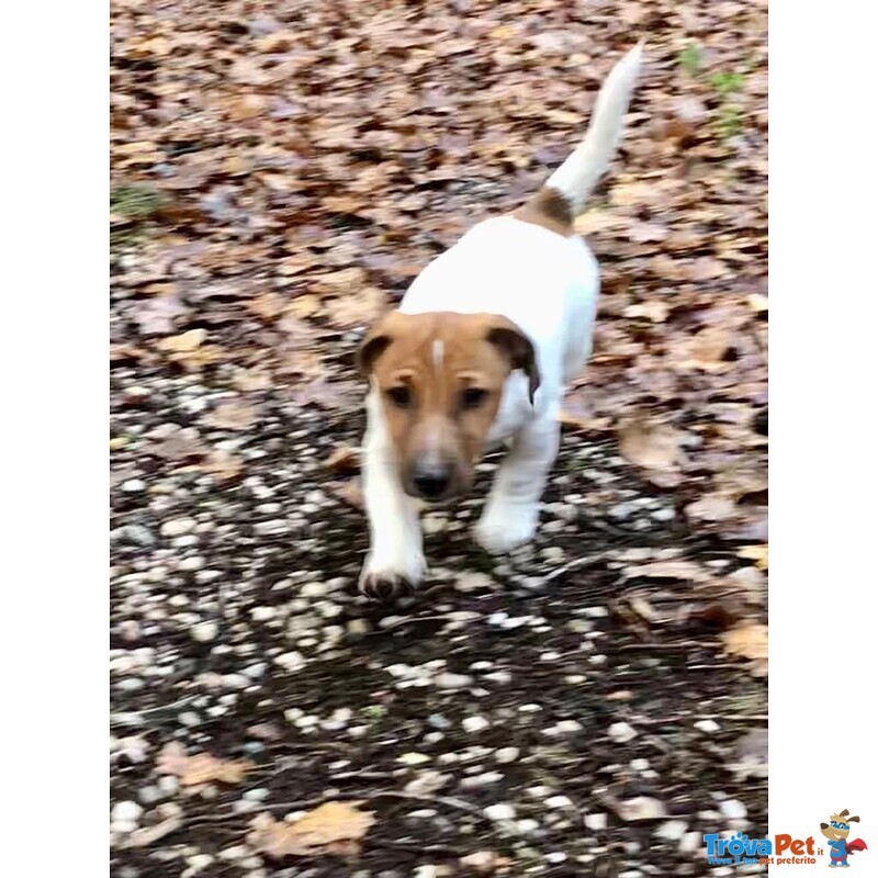 Cuccioli jack Russell Terrier Pedigree Microchip - Foto n. 1