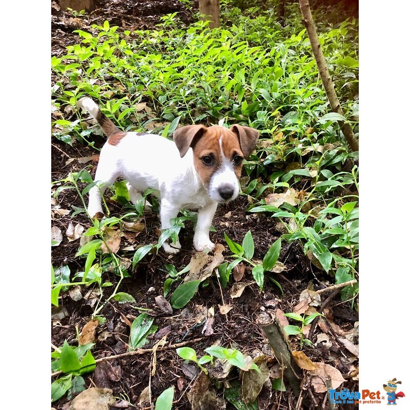 Cuccioli jack Russell Terrier Pedigree Microchip - Foto n. 2