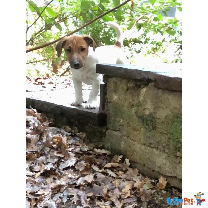 Cuccioli jack Russell Terrier Pedigree Microchip - Foto n. 3