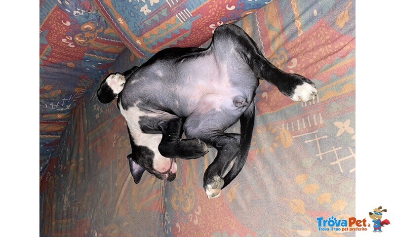 American Staffordshire Terrier - Foto n. 2