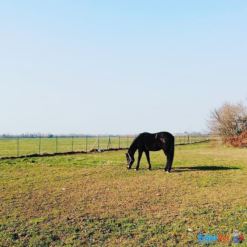 Mezza fida Cavallo Milano - Foto n. 1