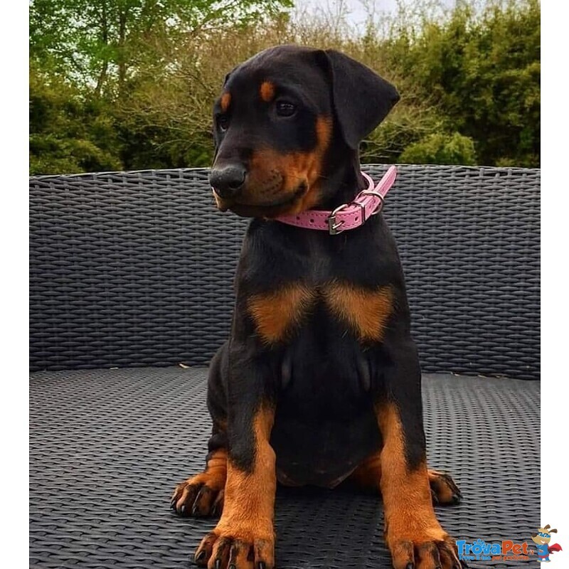 Cuccioli Dobermann - Foto n. 1