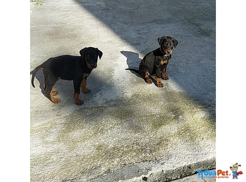 Cuccioli Dobermann - Foto n. 2