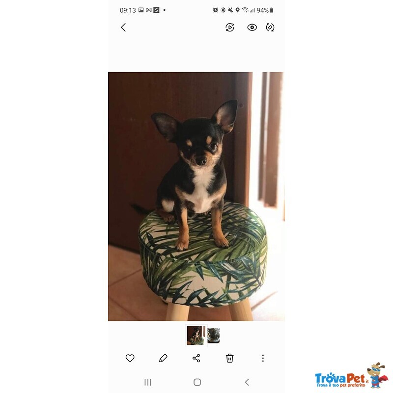 Chihuahua Toy - Foto n. 7