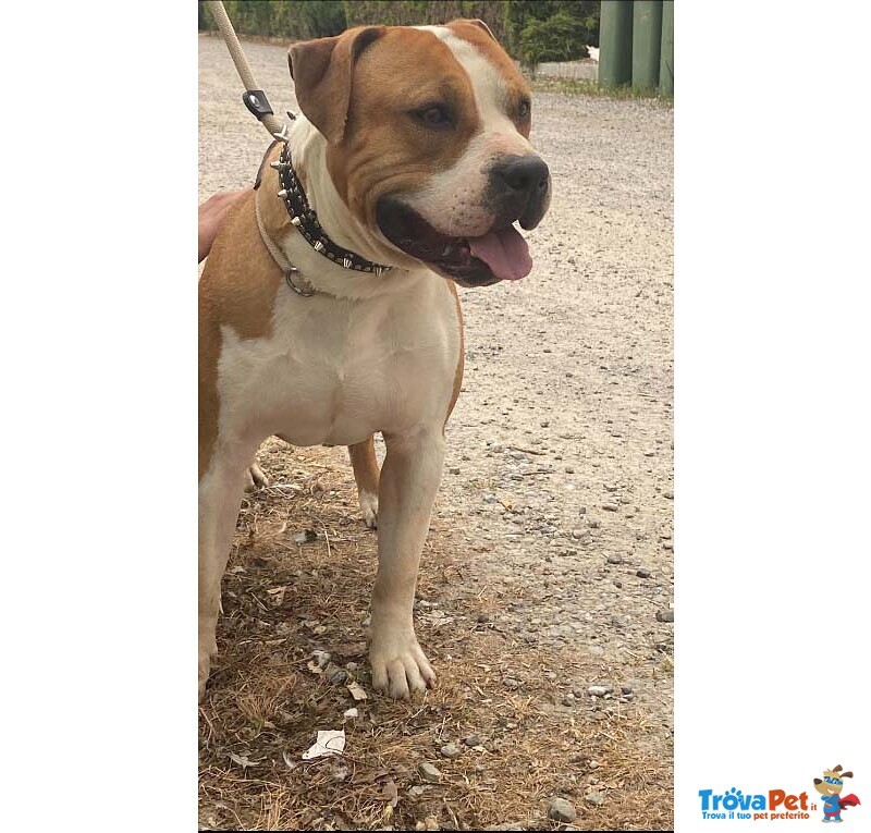 Jago, Amstaff 2 Anni. Sbattuto in Canile con le Solite Scuse. Cerca casa !! - Foto n. 2