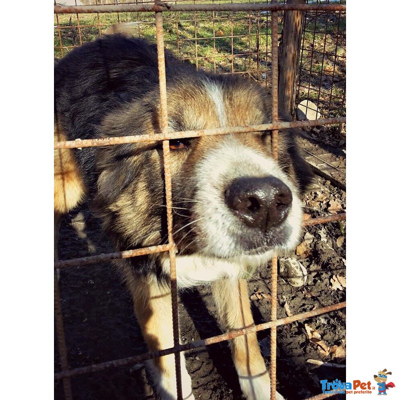 Blondi Meticcio Collie Pastore di 9 Anni - Foto n. 4