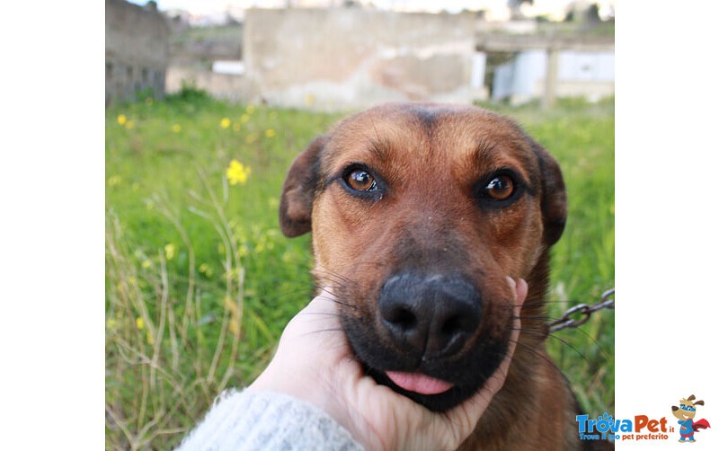 Mimi' 8 Mesi, tg. Media Contenuta. Arrivata a Bergamo in Cerca di una casa per Sempre - Foto n. 4