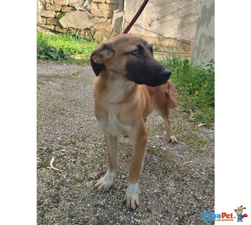 Macchia, 5 mesi tg. Media... ha già Visto L'inferno: Forza Diamogli una Casa! - Foto n. 1