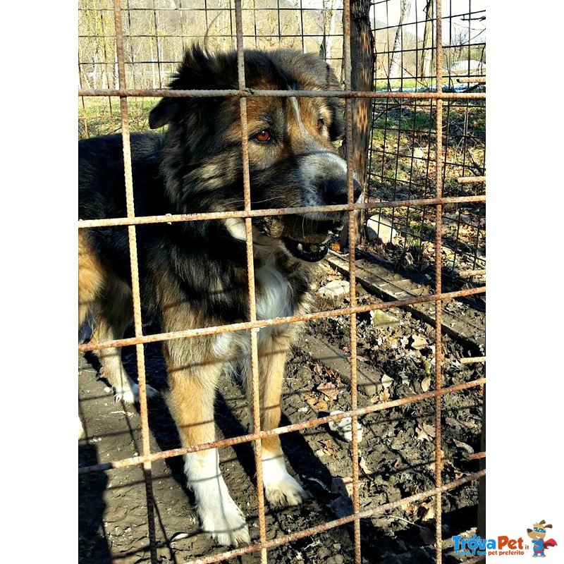 Blondi Meticcio Collie Pastore di 9 Anni - Foto n. 5