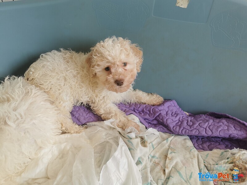 Cucciola Lagotto - Foto n. 2