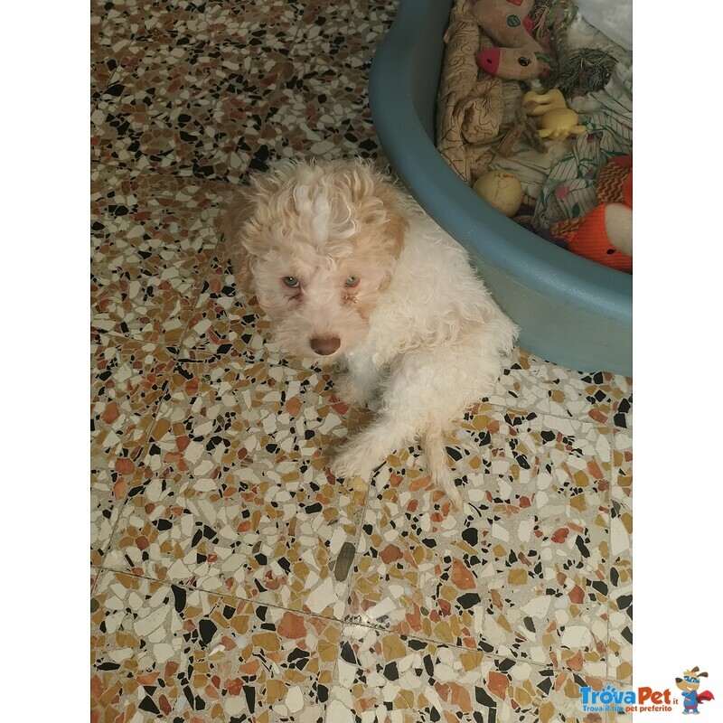 Cucciola Lagotto - Foto n. 3