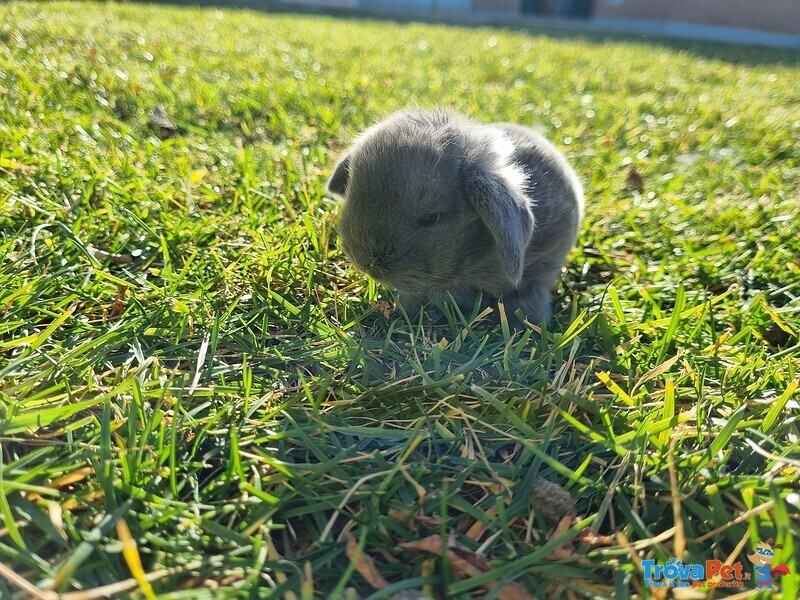 Cuccioli Conigli Razza Ariete nani blu di Vienna - Foto n. 1