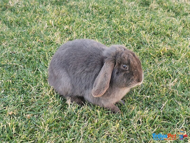 Cuccioli Conigli Razza Ariete nani blu di Vienna - Foto n. 2