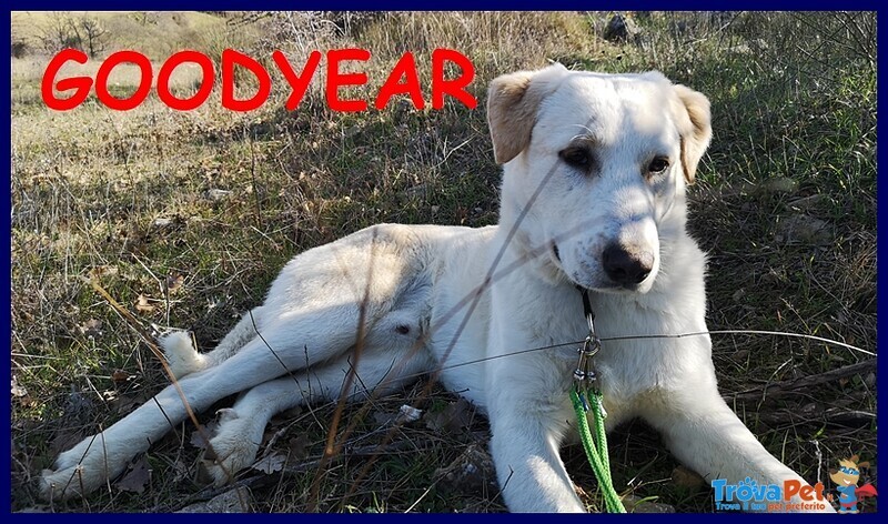 Goodyear Cucciolone 10 mesi Simil Labrador Fiinirà in Canile - Foto n. 1