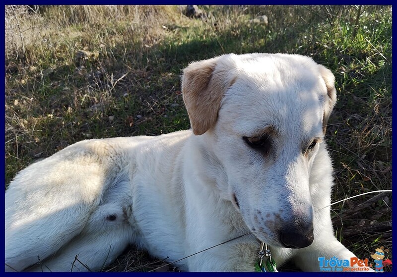 Goodyear Cucciolone 10 mesi Simil Labrador Fiinirà in Canile - Foto n. 3
