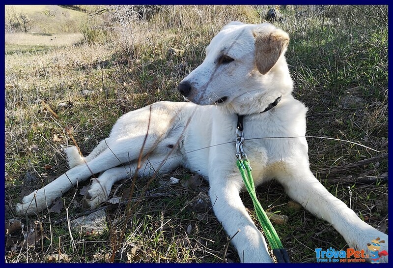 Goodyear Cucciolone 10 mesi Simil Labrador Fiinirà in Canile - Foto n. 4