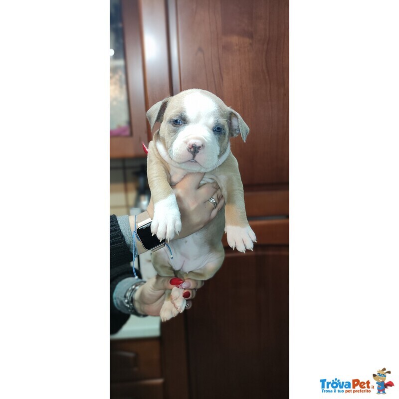 Cucciole American Bully - Foto n. 1