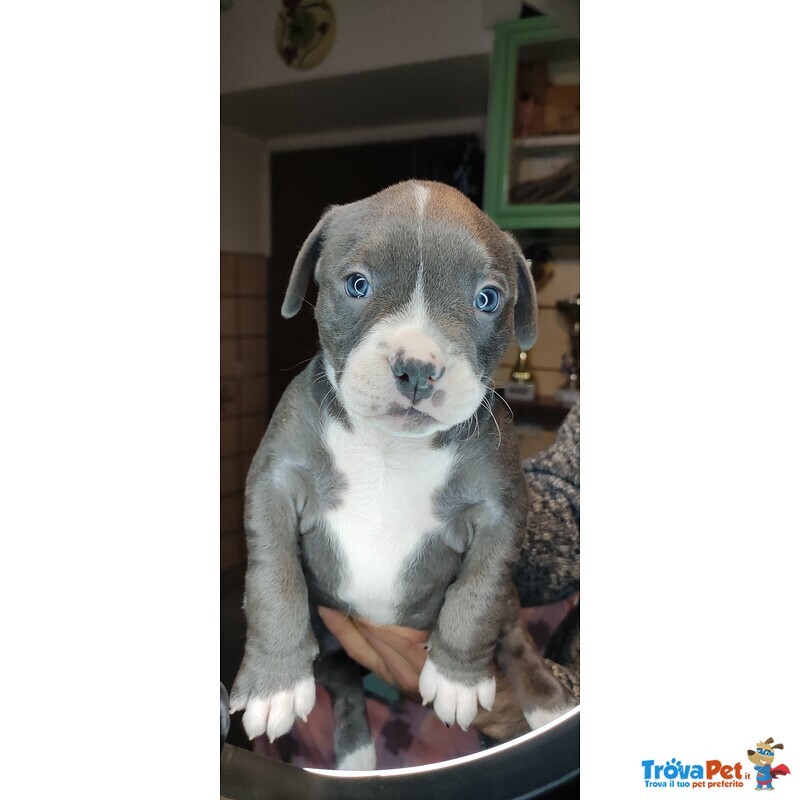 Cucciole American Bully - Foto n. 3