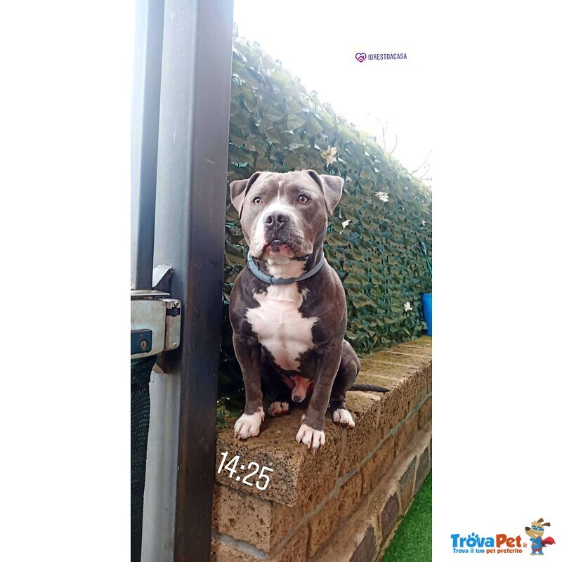 Cucciole American Bully - Foto n. 5