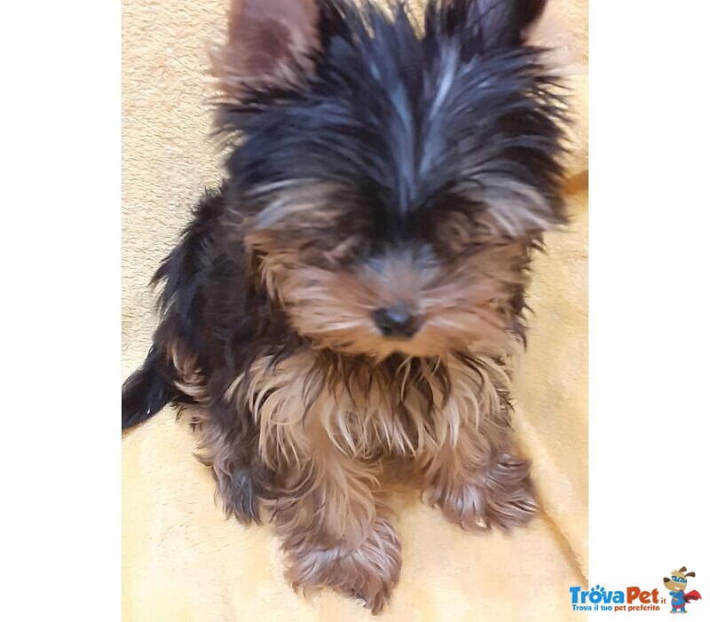 Yorkshire Terrier Maschio - Foto n. 1