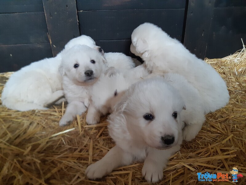 Cuccioli Pastore Maremmano - Foto n. 1