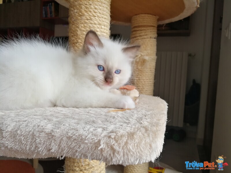 Disponibili Meravigliosi Cuccioli Ragdoll - Foto n. 2