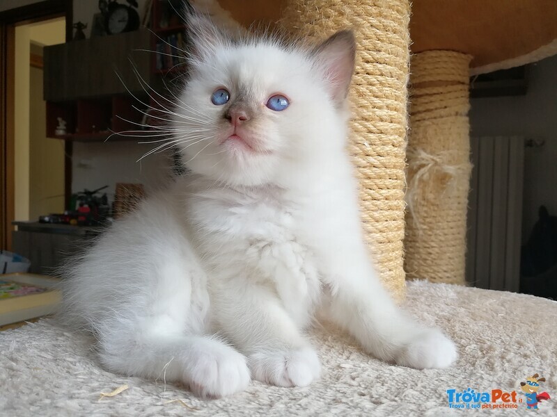 Disponibili Meravigliosi Cuccioli Ragdoll - Foto n. 3