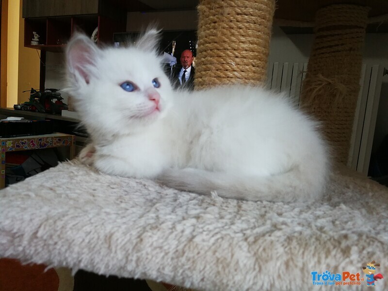 Disponibili Meravigliosi Cuccioli Ragdoll - Foto n. 5