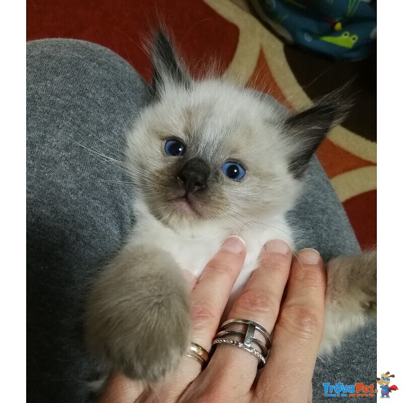 Disponibili Meravigliosi Cuccioli Ragdoll - Foto n. 6