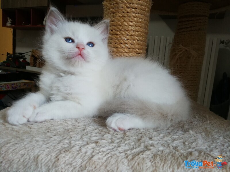 Disponibili Meravigliosi Cuccioli Ragdoll - Foto n. 7