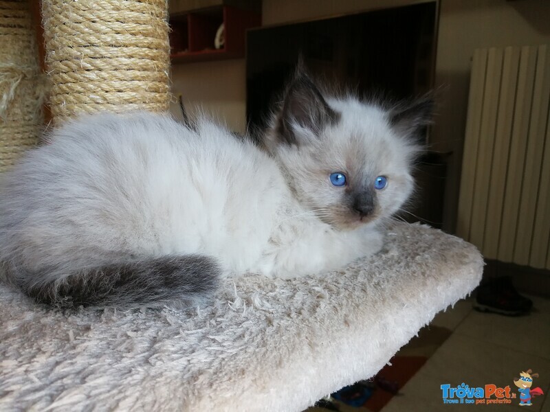 Disponibili Meravigliosi Cuccioli Ragdoll - Foto n. 8