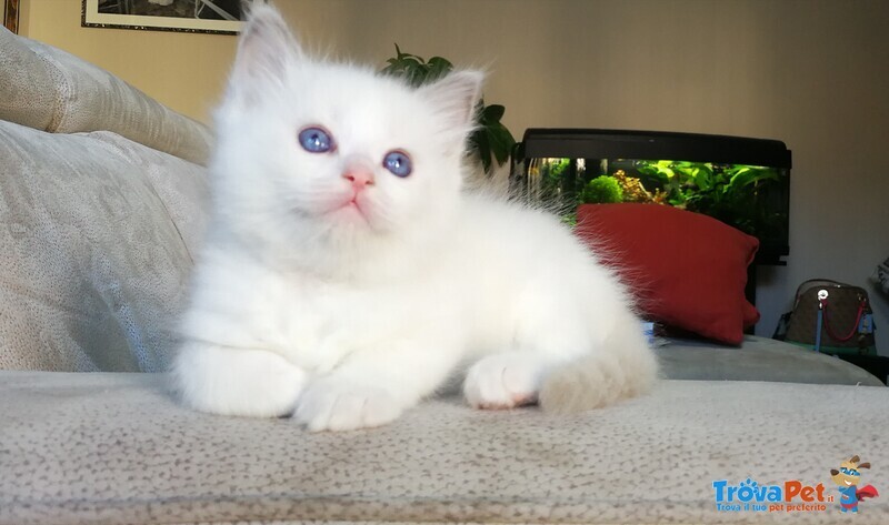 Disponibili Meravigliosi Cuccioli Ragdoll - Foto n. 9