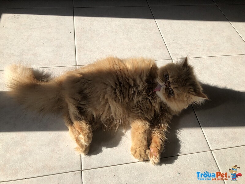 Gatto Persiana (femmina) Razza Persiana con pelo Lungo e muso Piatto con Occhi Lineari - Foto n. 3