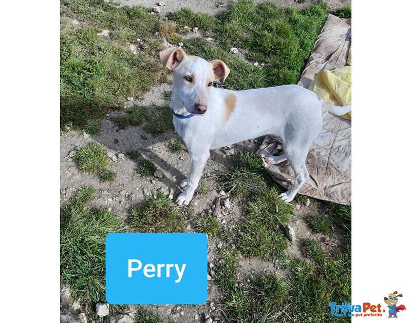 Perry, 6 mesi tg. Media - Trovato Pelle e Ossa, ora Cerca la Famiglia che si Merita! - Foto n. 1