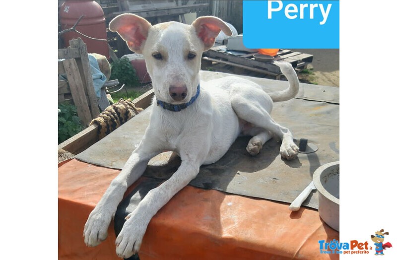 Perry, 6 mesi tg. Media - Trovato Pelle e Ossa, ora Cerca la Famiglia che si Merita! - Foto n. 3