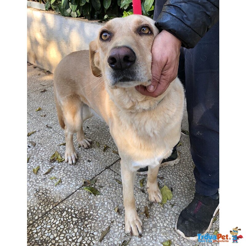 Tea, Simil Labrador, Adozione del Cuore - Foto n. 2