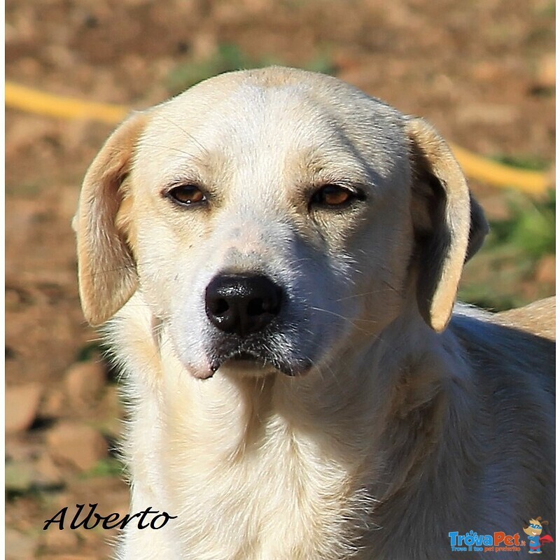 Alberto e Roberto da 5 anni in Rifugio Aspettano Ancora Adozione - Foto n. 2