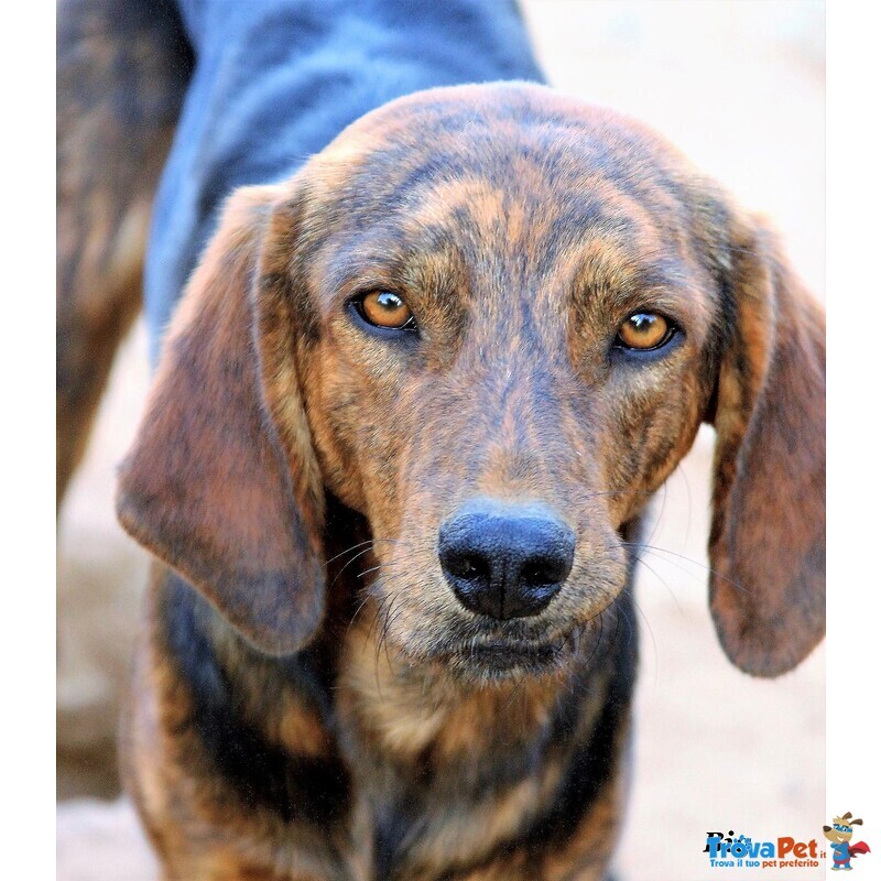 Big, Bellissimo Segugietto, da 5 anni in Rifugio, Aspetta Ancora un Adozione - Foto n. 1