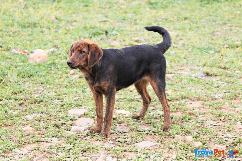 Big, Bellissimo Segugietto, da 5 anni in Rifugio, Aspetta Ancora un Adozione - Foto n. 2