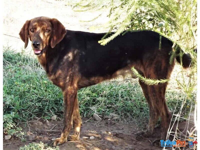 Big, Bellissimo Segugietto, da 5 anni in Rifugio, Aspetta Ancora un Adozione - Foto n. 3