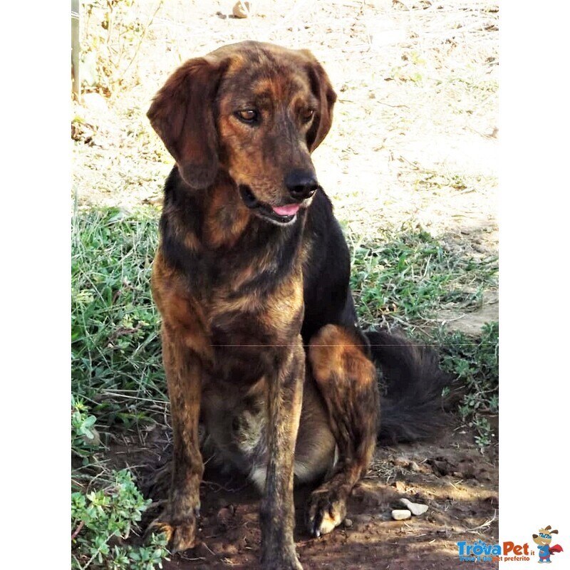 Big, Bellissimo Segugietto, da 5 anni in Rifugio, Aspetta Ancora un Adozione - Foto n. 4