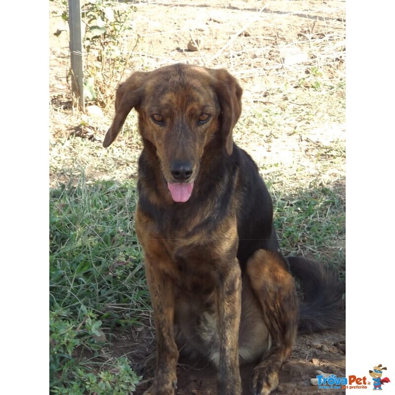 Big, Bellissimo Segugietto, da 5 anni in Rifugio, Aspetta Ancora un Adozione - Foto n. 5