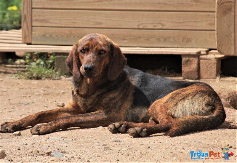 Big, Bellissimo Segugietto, da 5 anni in Rifugio, Aspetta Ancora un Adozione - Foto n. 6