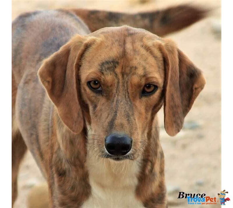 Bruce, Stupendo, Buono e Dolce ma da Cinque anni Ancora in Rifugio - Foto n. 1