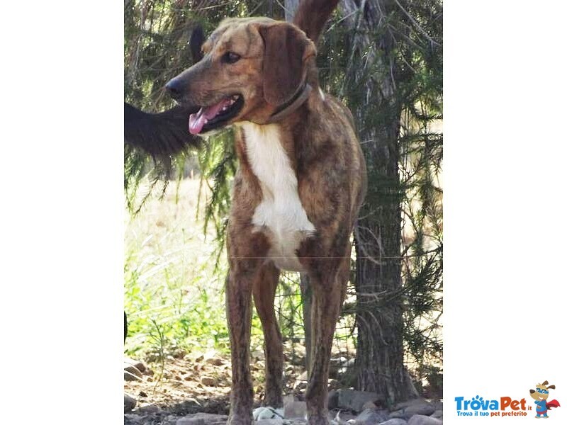 Bruce, Stupendo, Buono e Dolce ma da Cinque anni Ancora in Rifugio - Foto n. 4