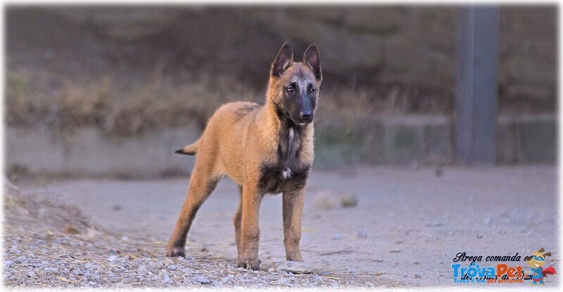 Pastore Belga Malinois - Foto n. 2