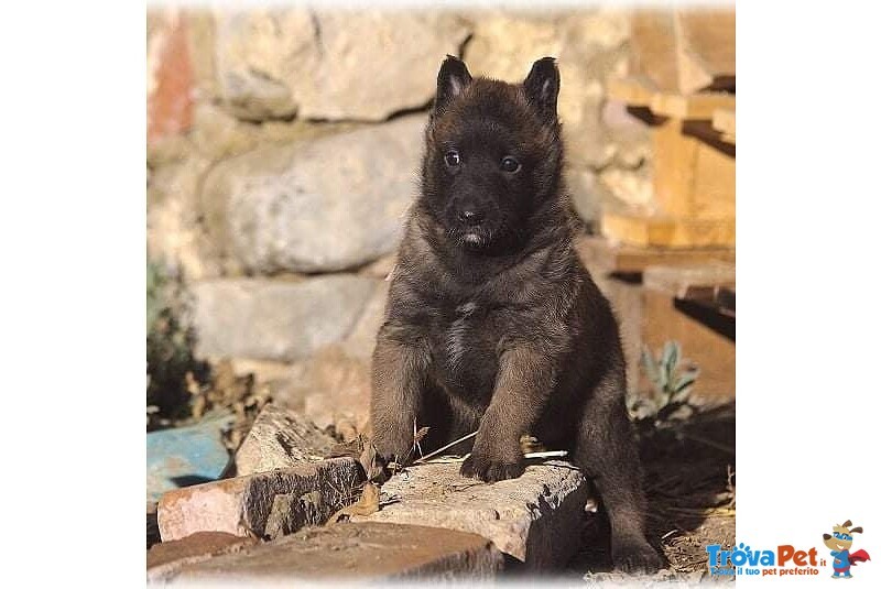 Pastore Belga Malinois - Foto n. 3