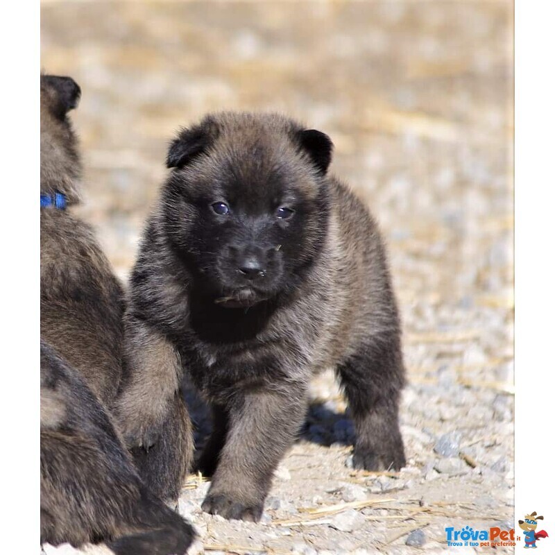 Pastore Belga Malinois - Foto n. 4