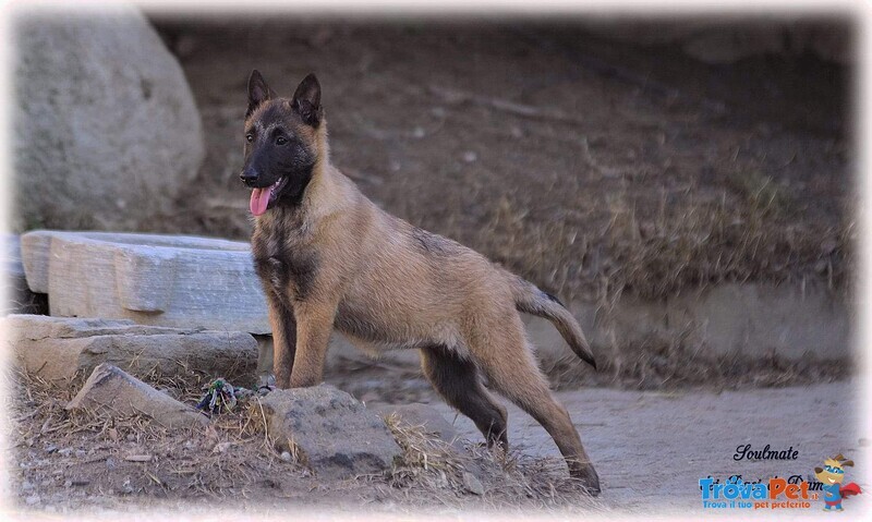 Pastore Belga Malinois - Foto n. 5